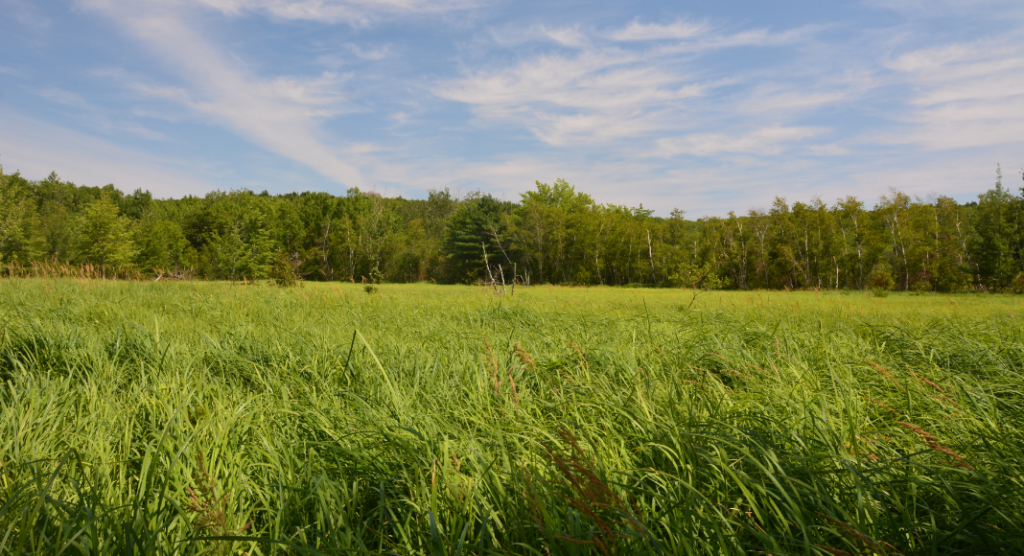 Marais d'Acadia