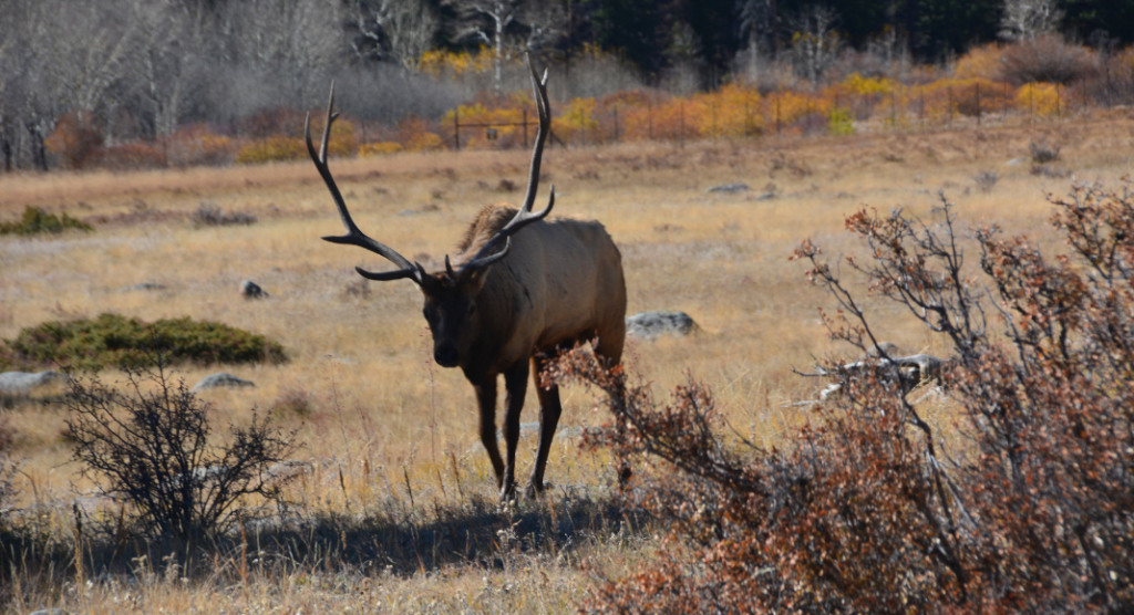 Wapitis parc national Rocky Mountain