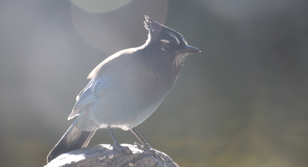 faune parc national Rocky Mountain