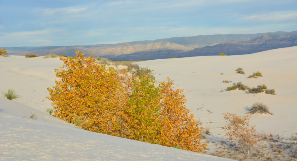 Automne parc national White Sands