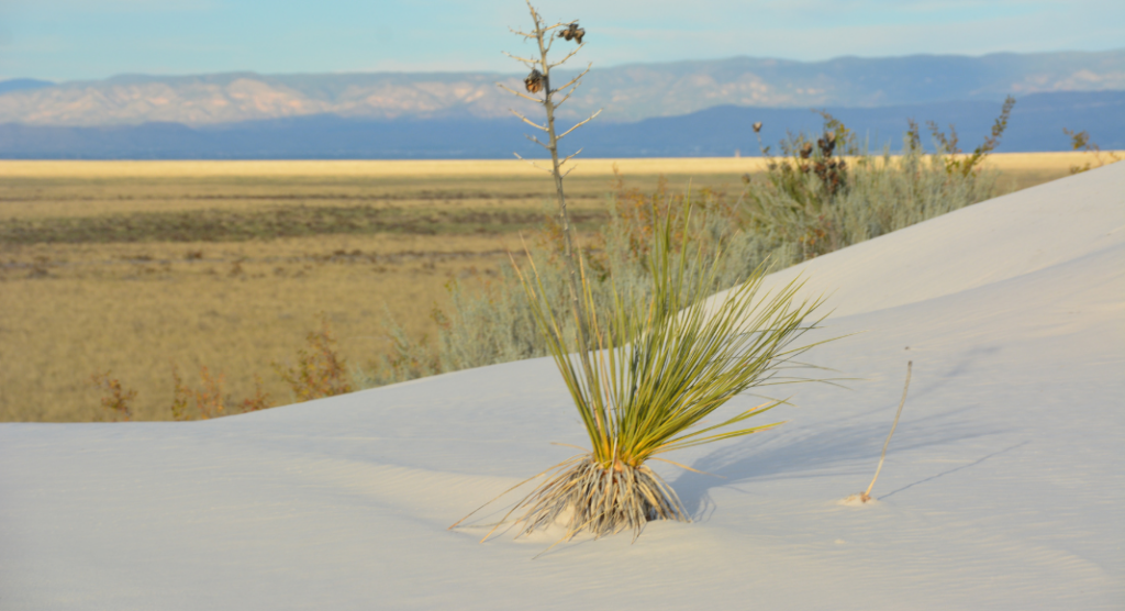 Yuca parc national White Sands