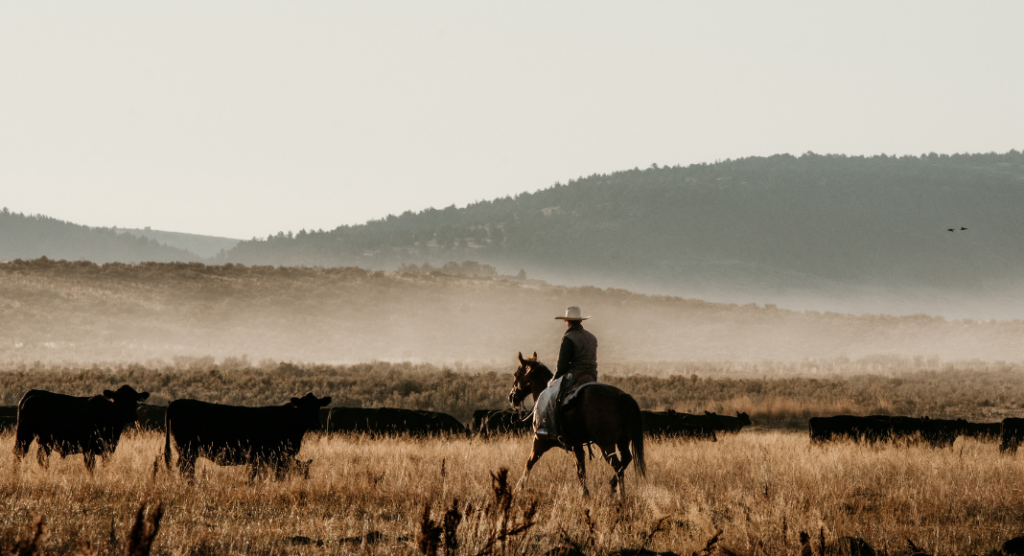 cowboy ranch américain