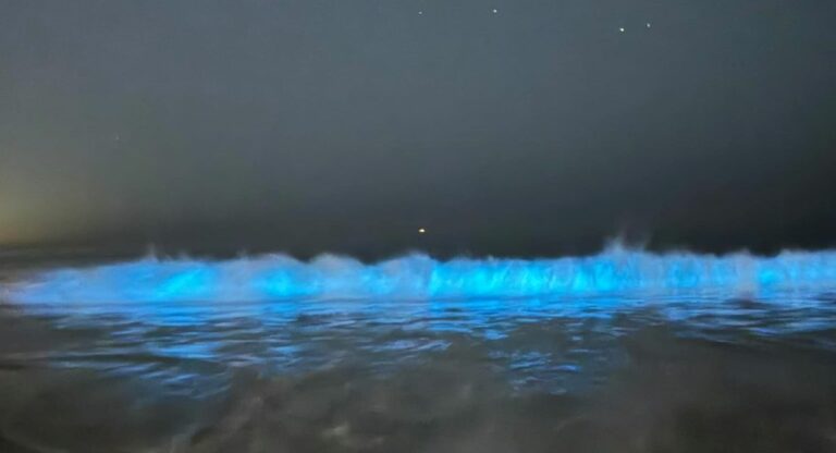 Des vagues bioluminescentes électrisent les côtes de Californie du Sud